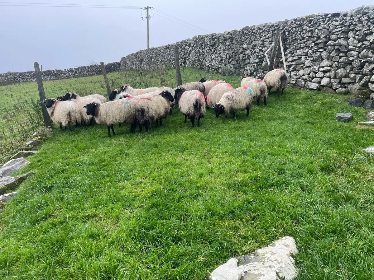 Mountain ewe lambs - Image 2
