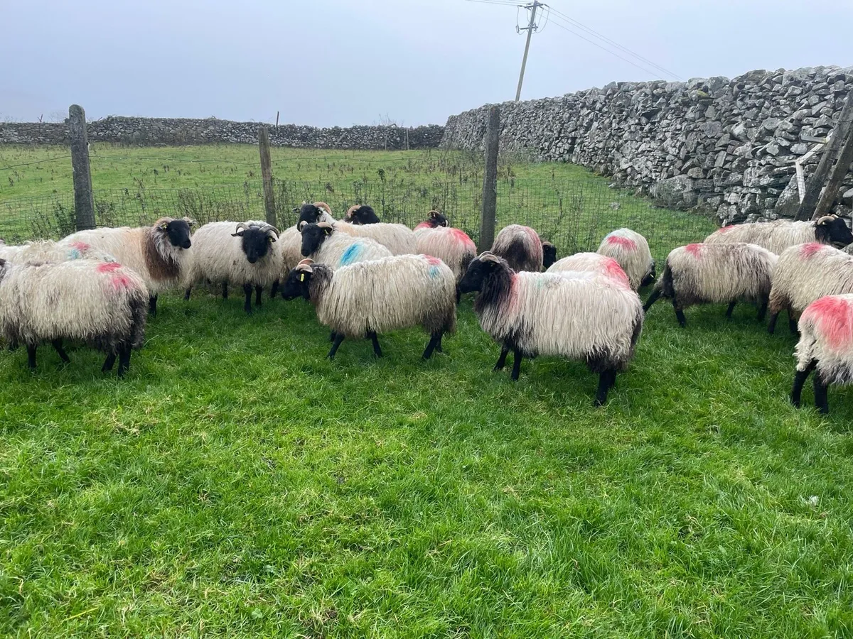 Mountain ewe lambs - Image 3