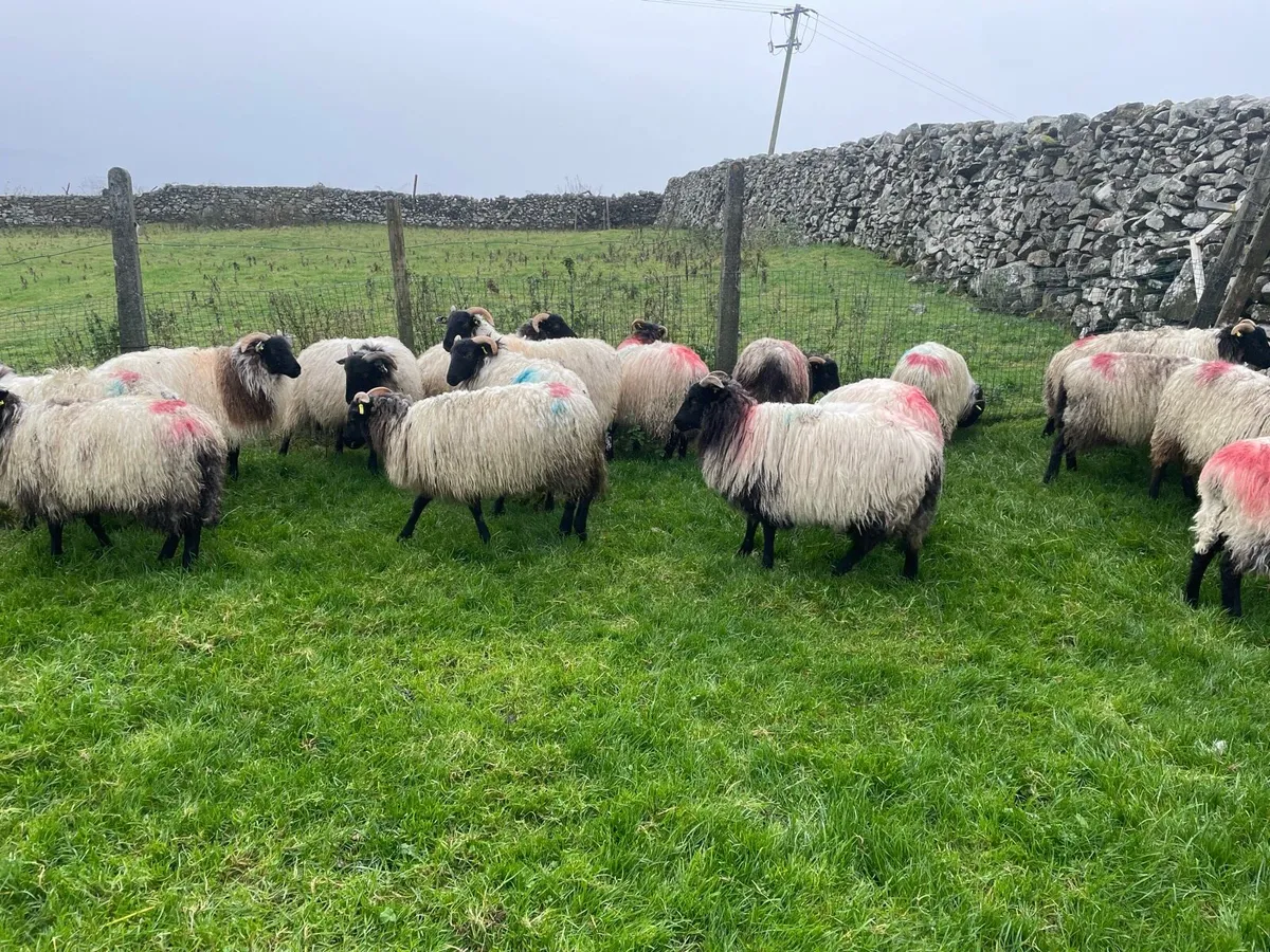 Mountain ewe lambs - Image 4