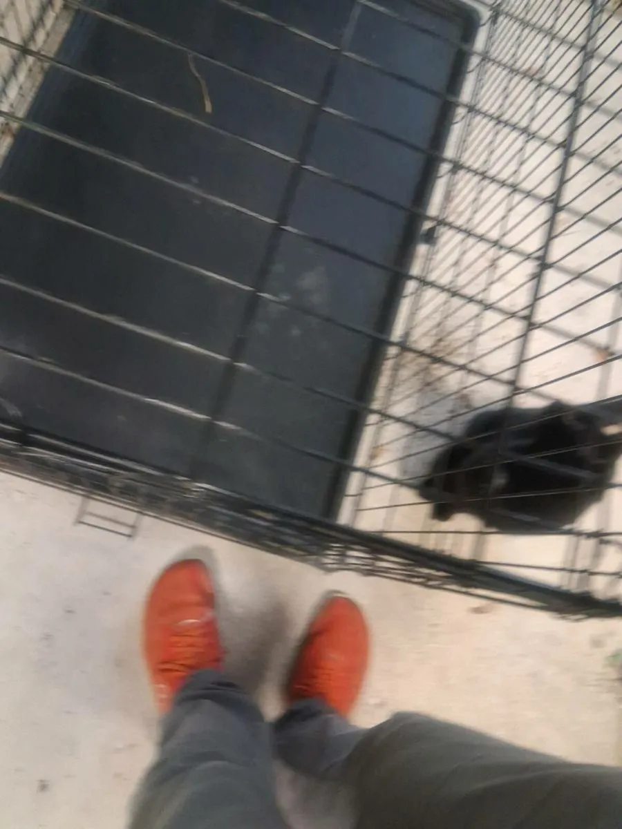 Dog crate - Image 4
