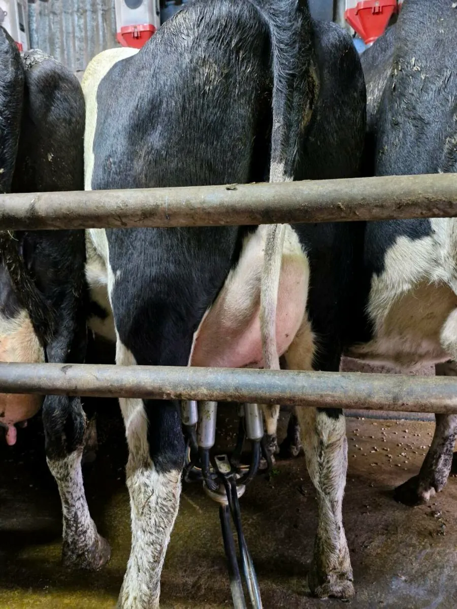 Freshly calved strong heifers - Image 1