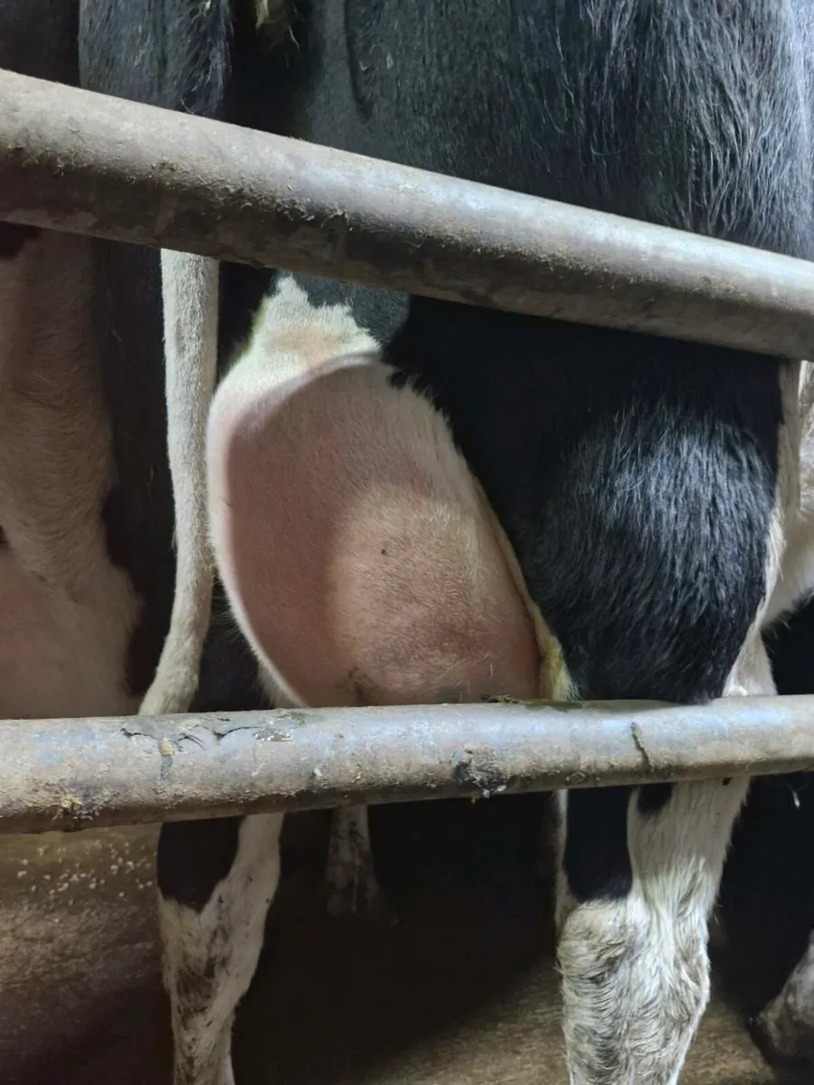 Freshly calved strong heifers - Image 2