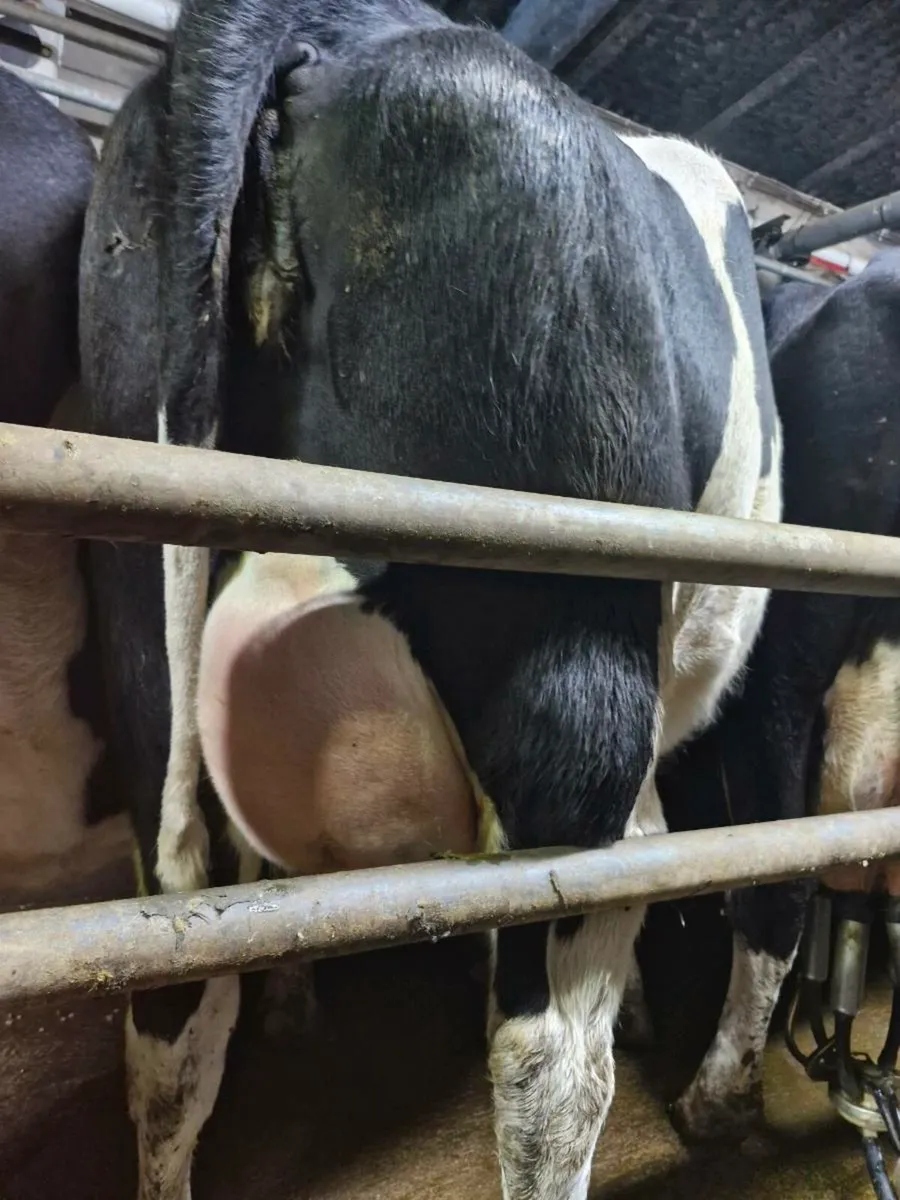 Freshly calved strong heifers - Image 3