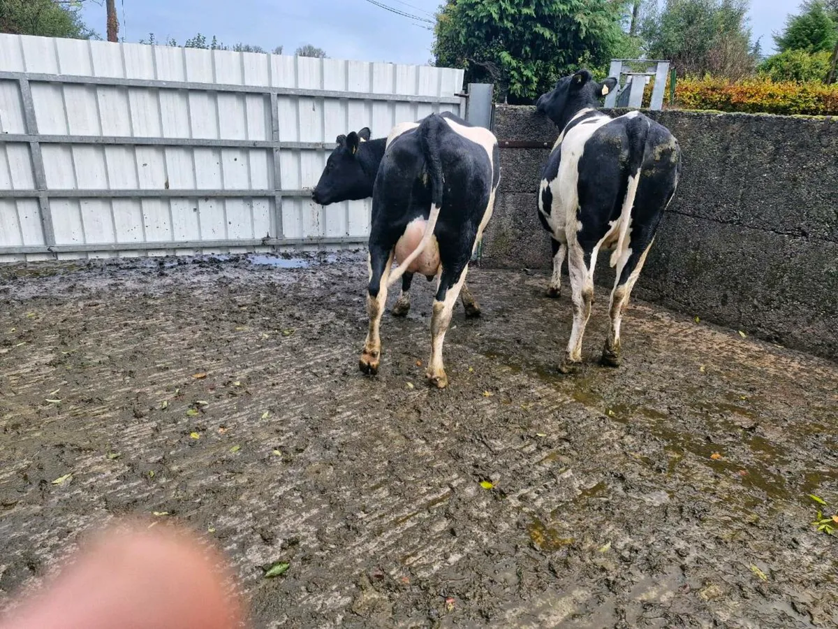 Freshly calved strong heifers - Image 4