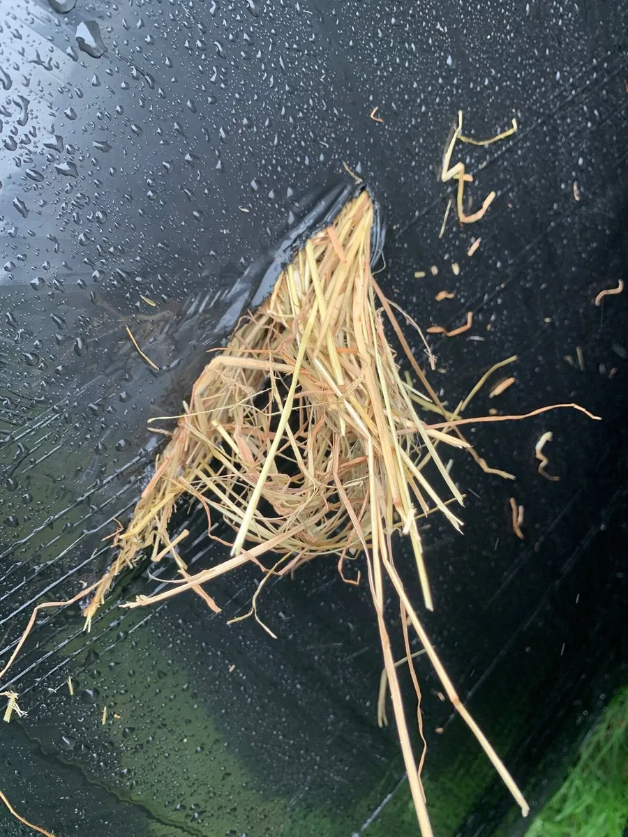 Haylage/silage - Image 4