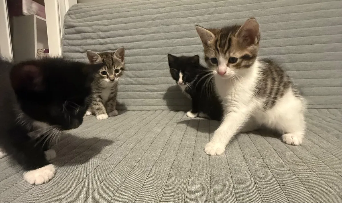 Kittens - Image 1