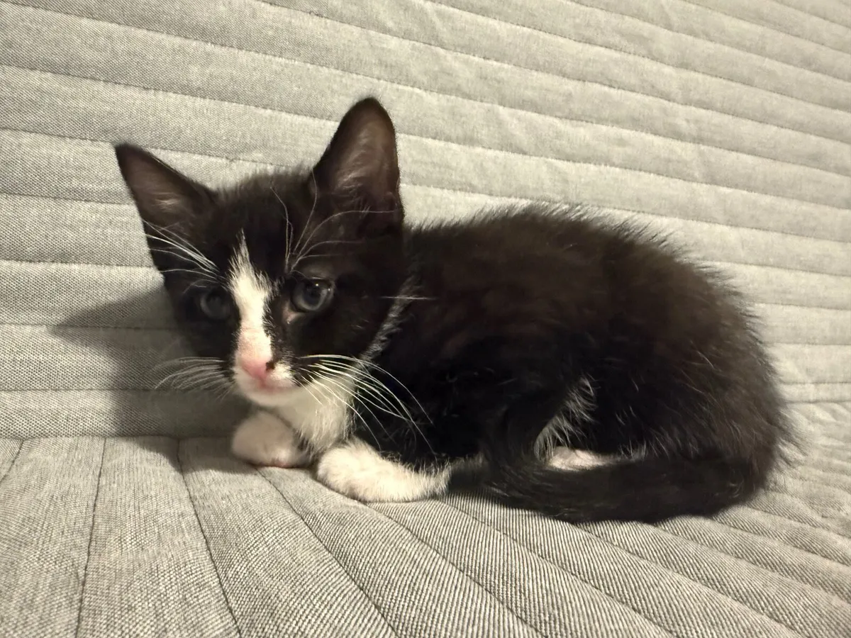 Kittens - Image 2