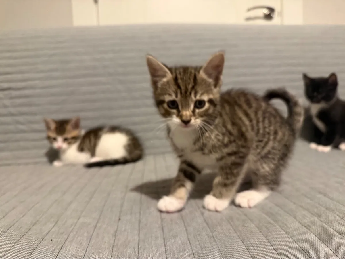 Kittens - Image 3