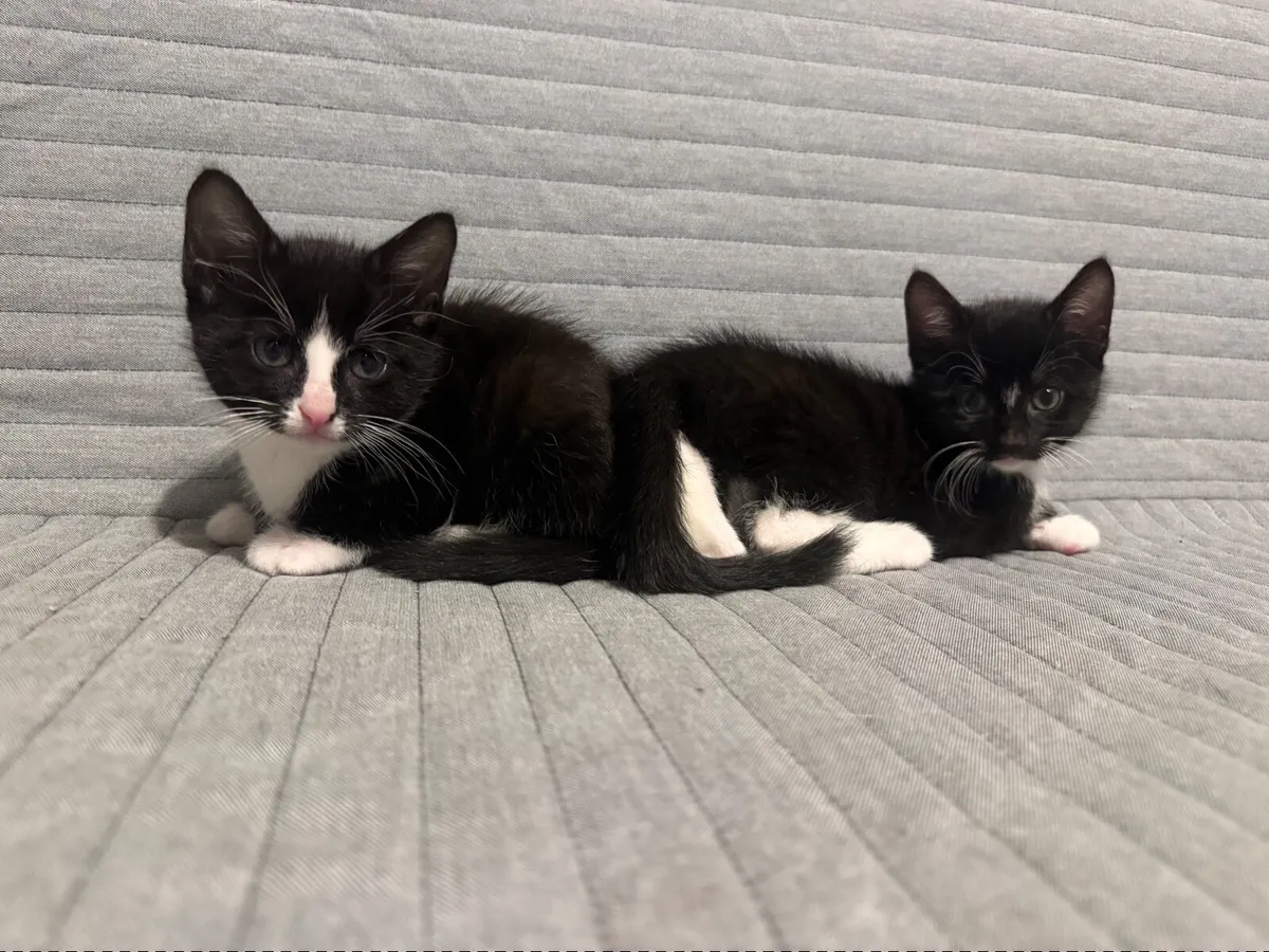 Kittens - Image 4
