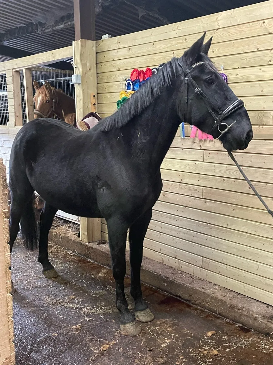 4 year old gelding - Image 1