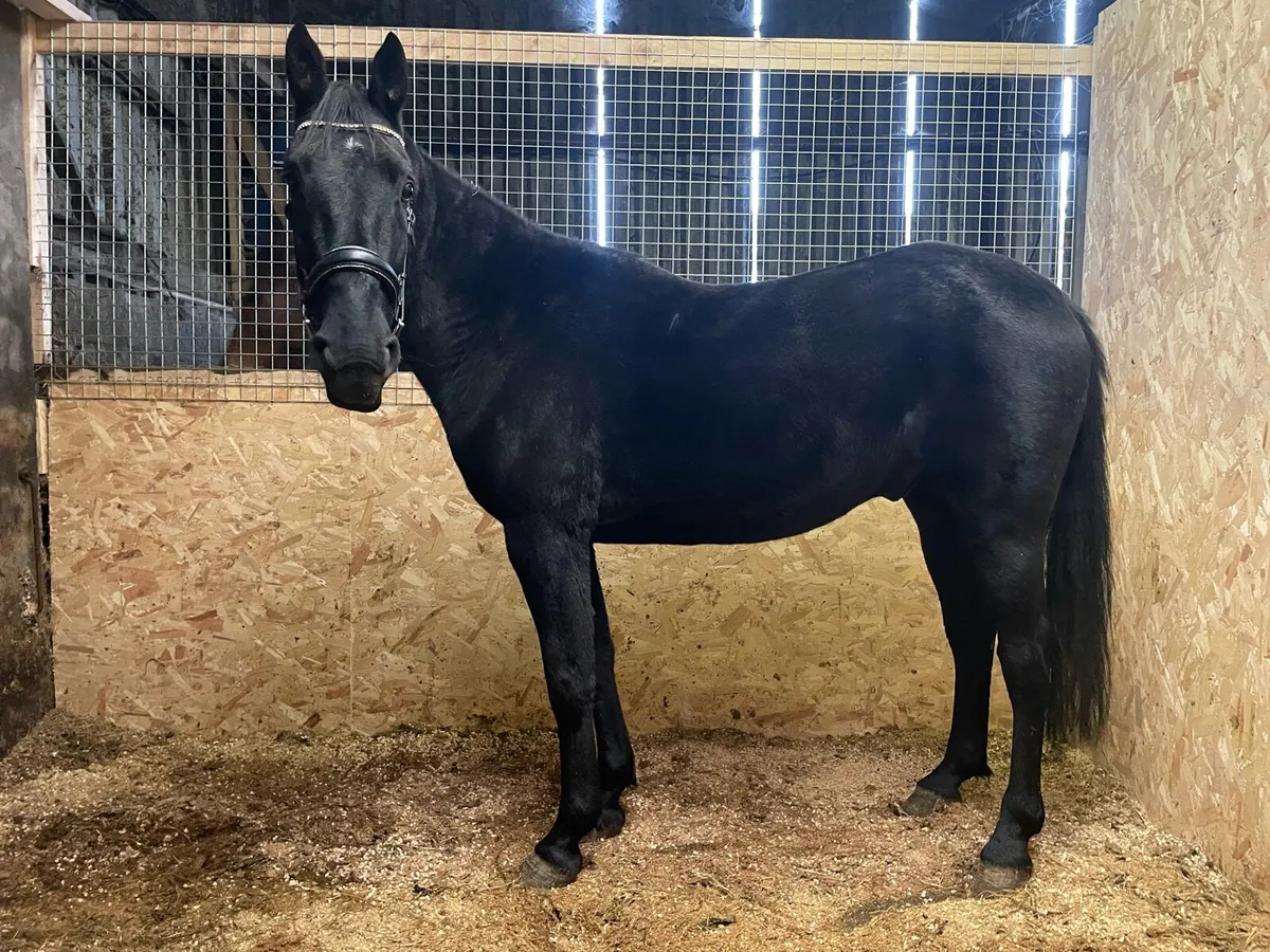 4 year old gelding - Image 2