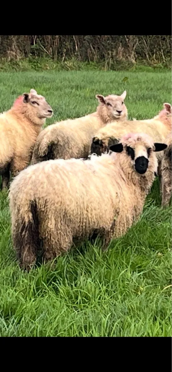 Valais ewe lamb - Image 1