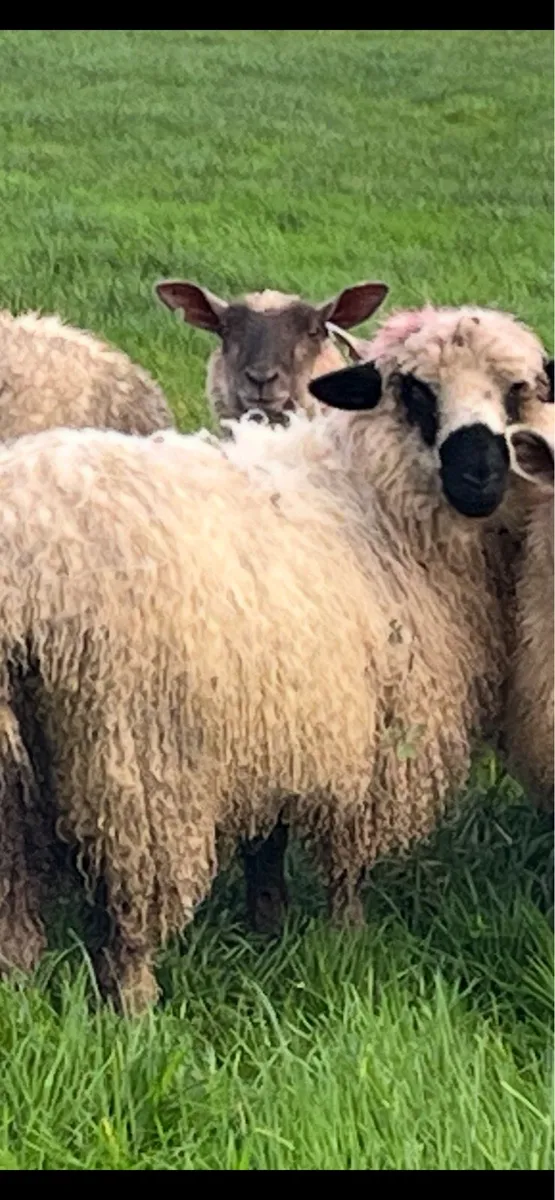 Valais ewe lamb - Image 2