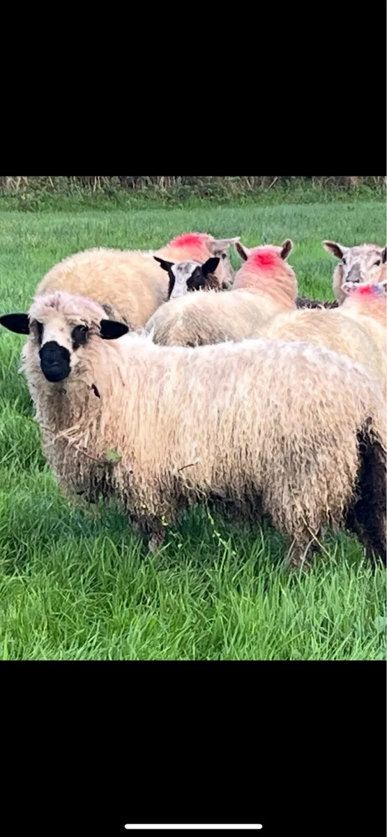 Valais ewe lamb - Image 3