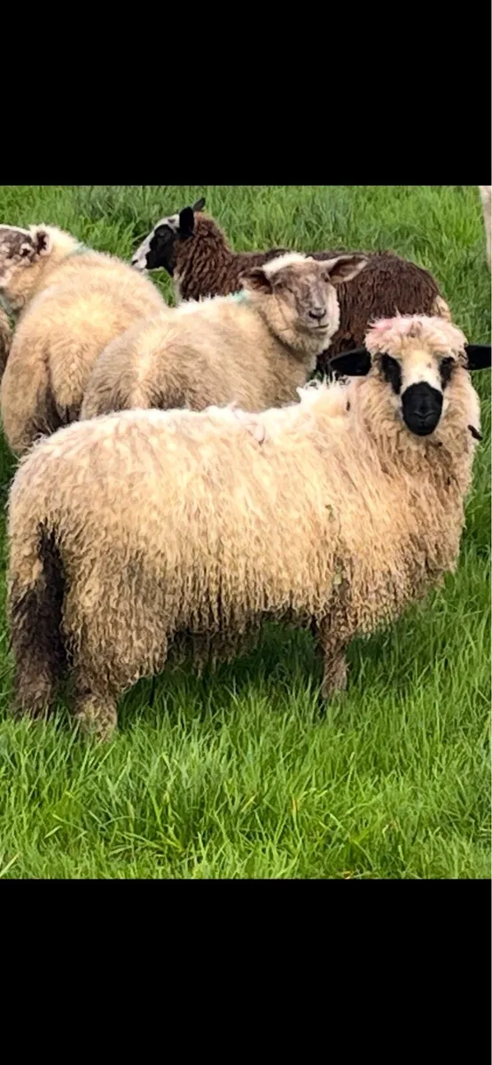 Valais ewe lamb - Image 4