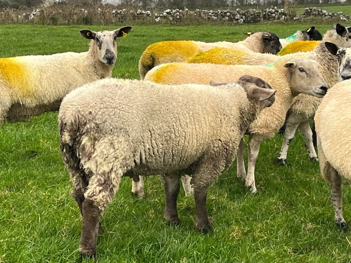 Sufftex Ram lamb - Image 2