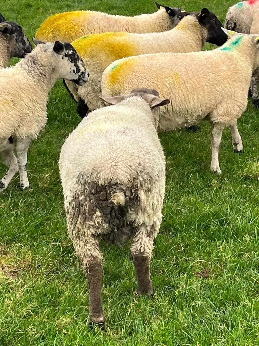Sufftex Ram lamb - Image 3
