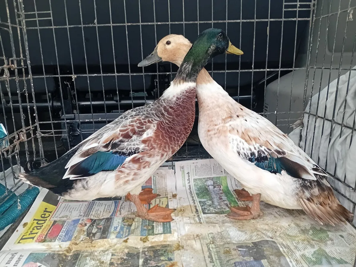 2 ducks and a drake - Image 1