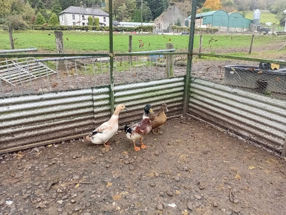 2 ducks and a drake - Image 2