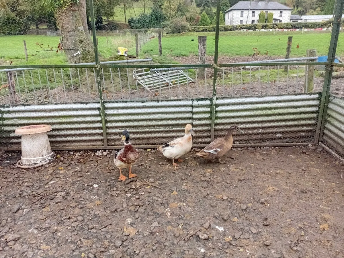 2 ducks and a drake - Image 3