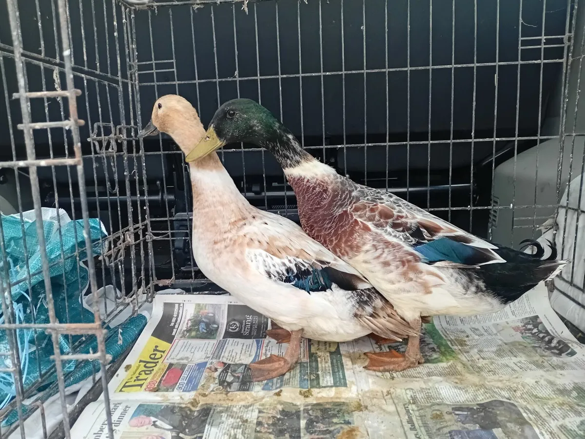 2 ducks and a drake - Image 4