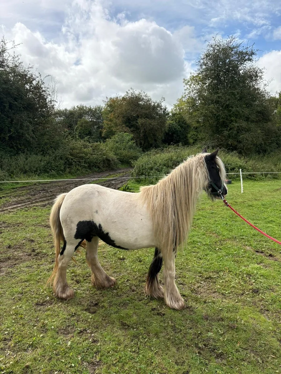 4 year Heavy pony black and white - Image 1