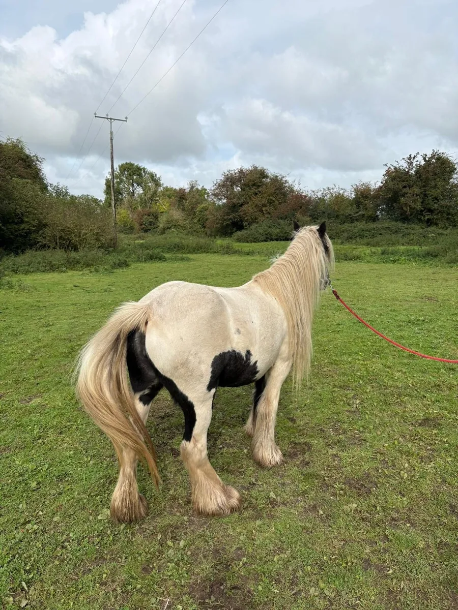 4 year Heavy pony black and white - Image 2