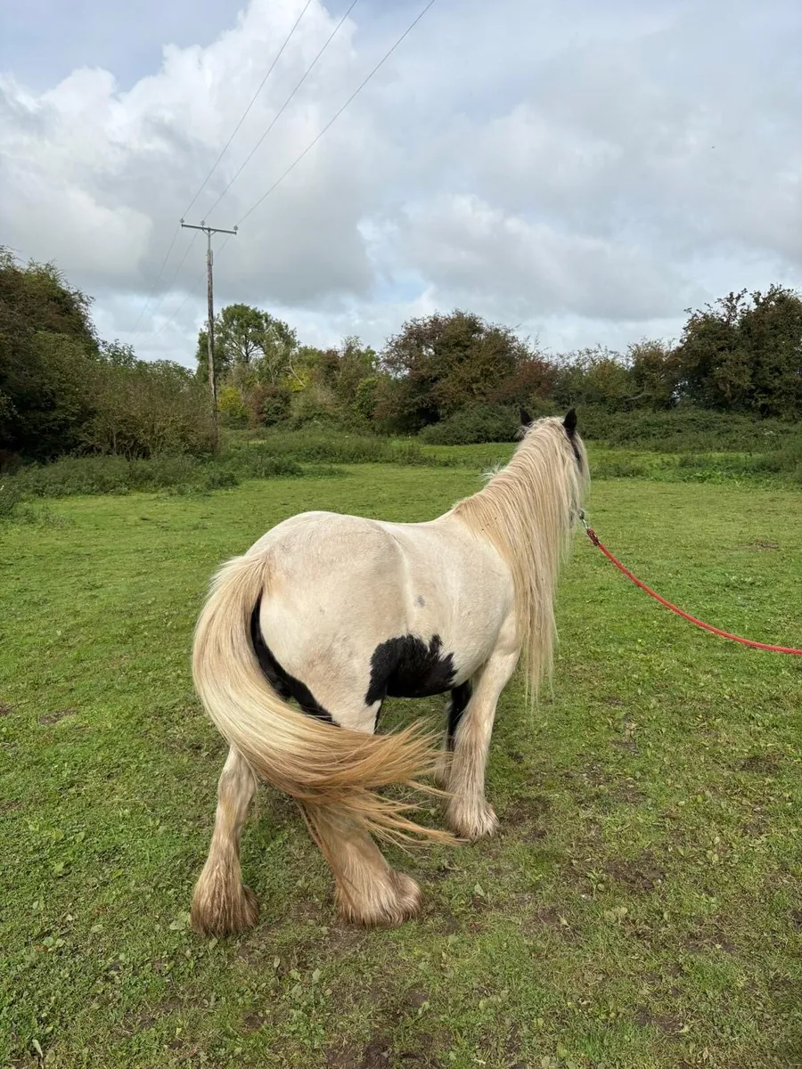 4 year Heavy pony black and white - Image 3