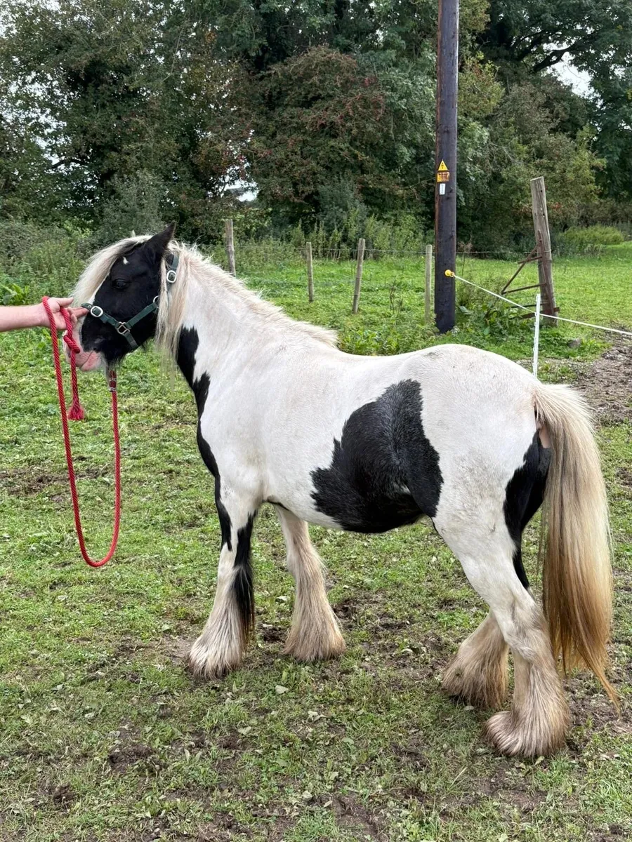 4 year Heavy pony black and white - Image 4