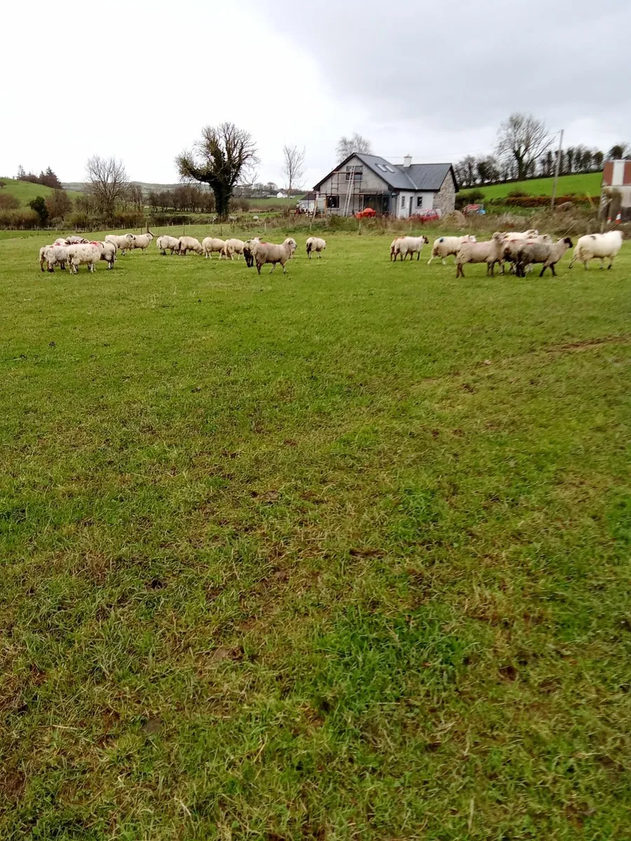 Ram Lambs - Image 1