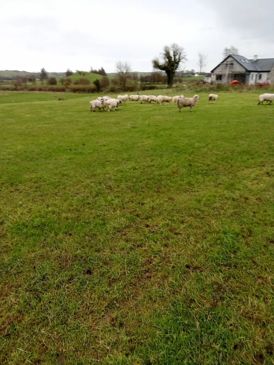 Ram Lambs - Image 4