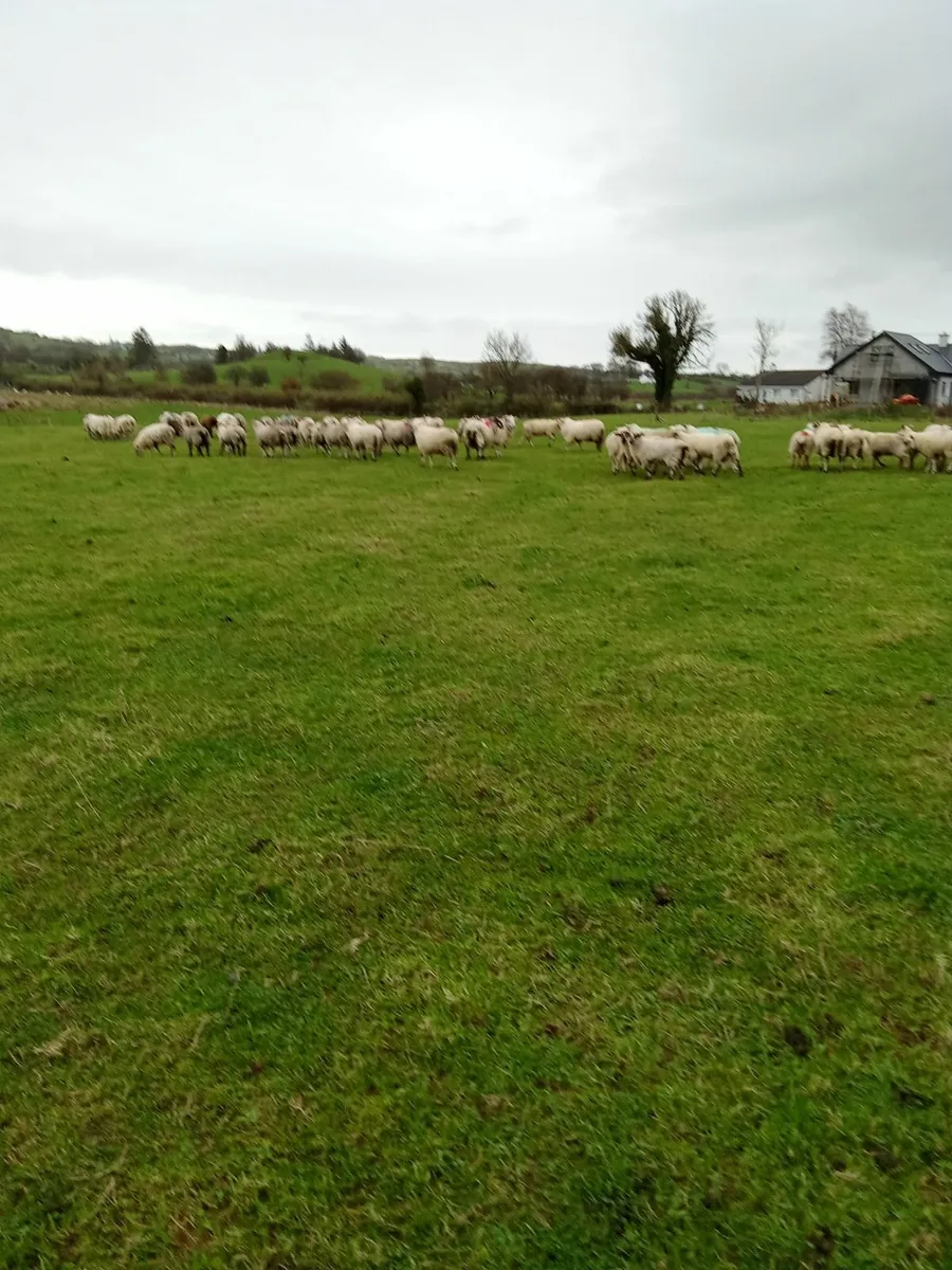 Ram Lambs - Image 2