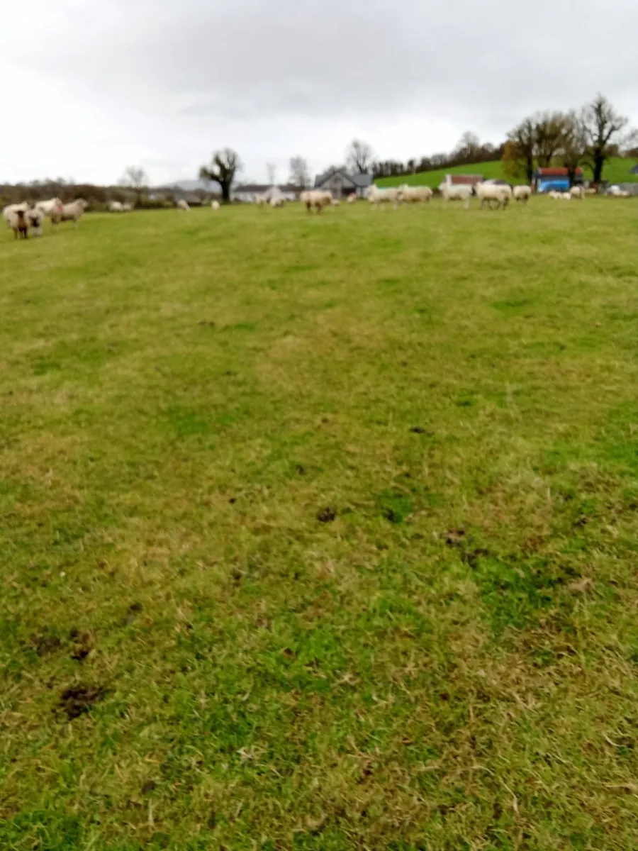 Ram Lambs - Image 3