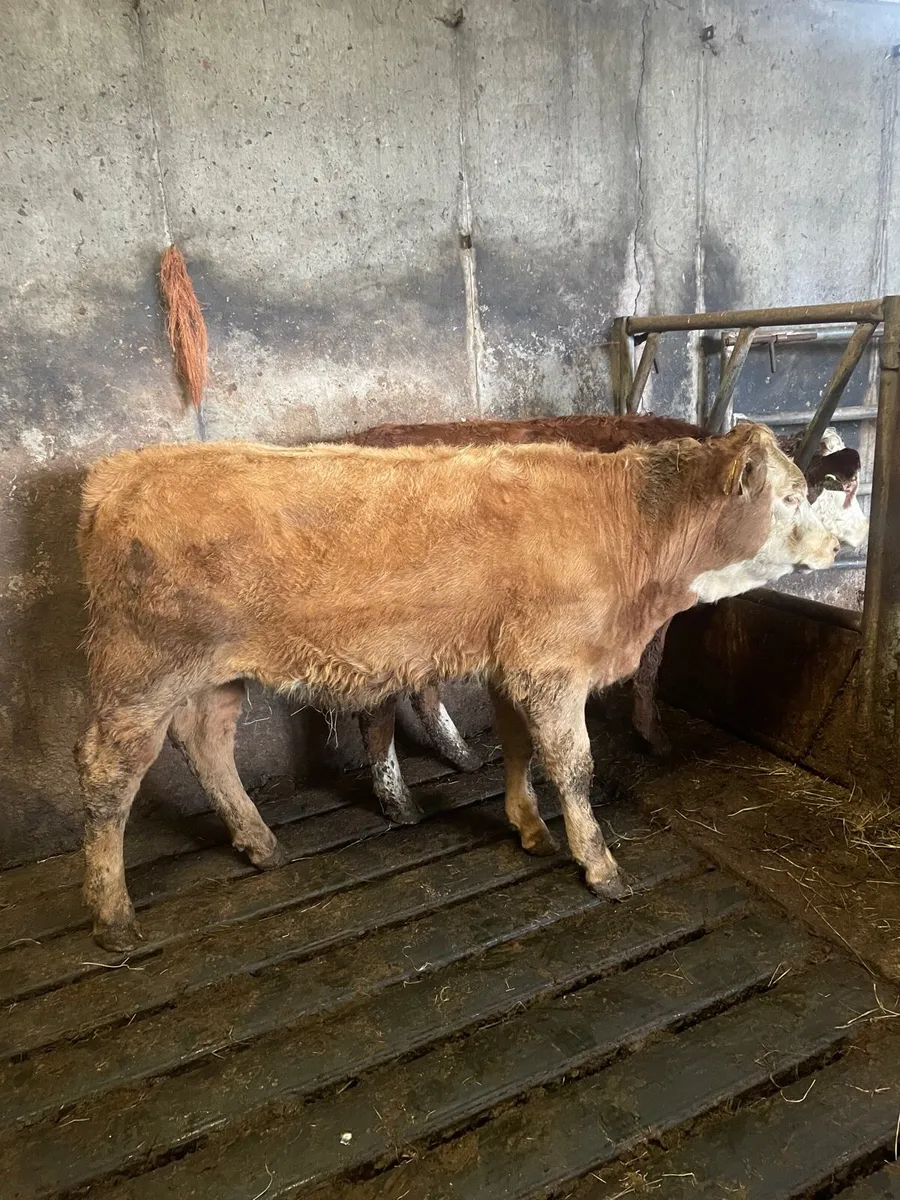 Two heifers - Image 1