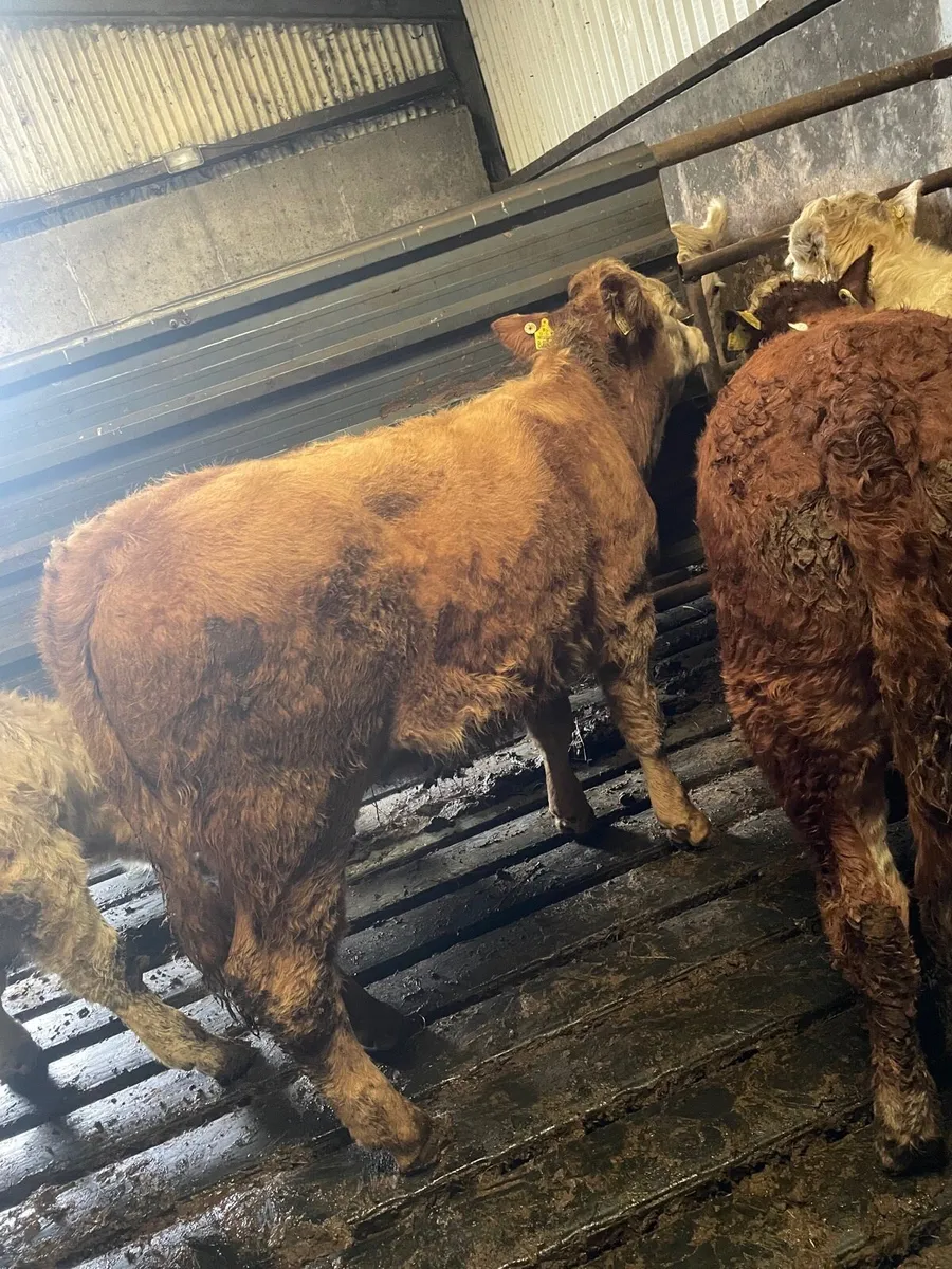 Two heifers - Image 2