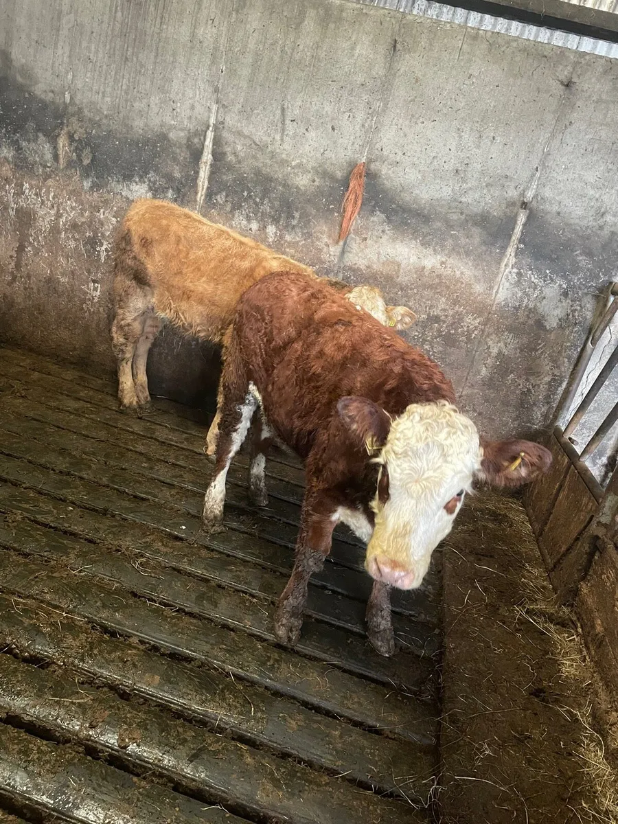 Two heifers - Image 3