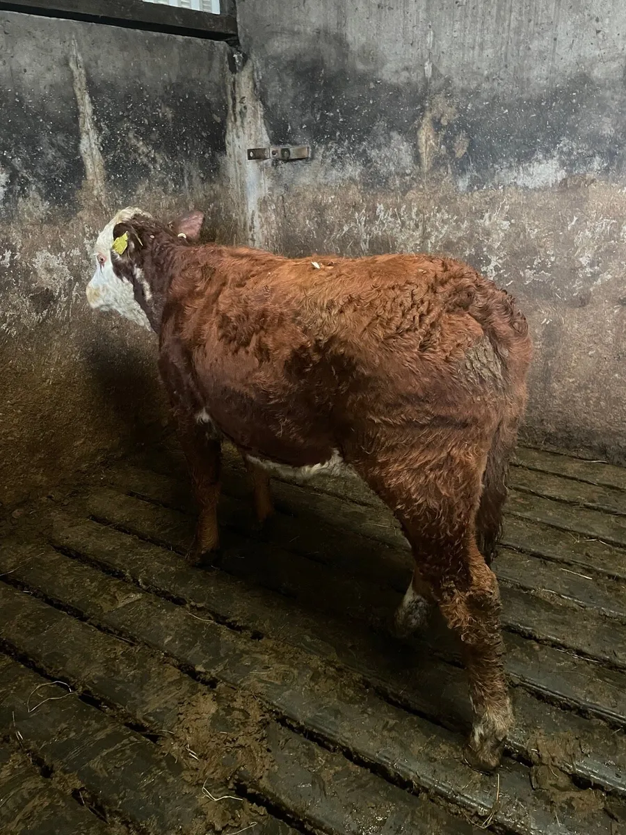 Two heifers - Image 4