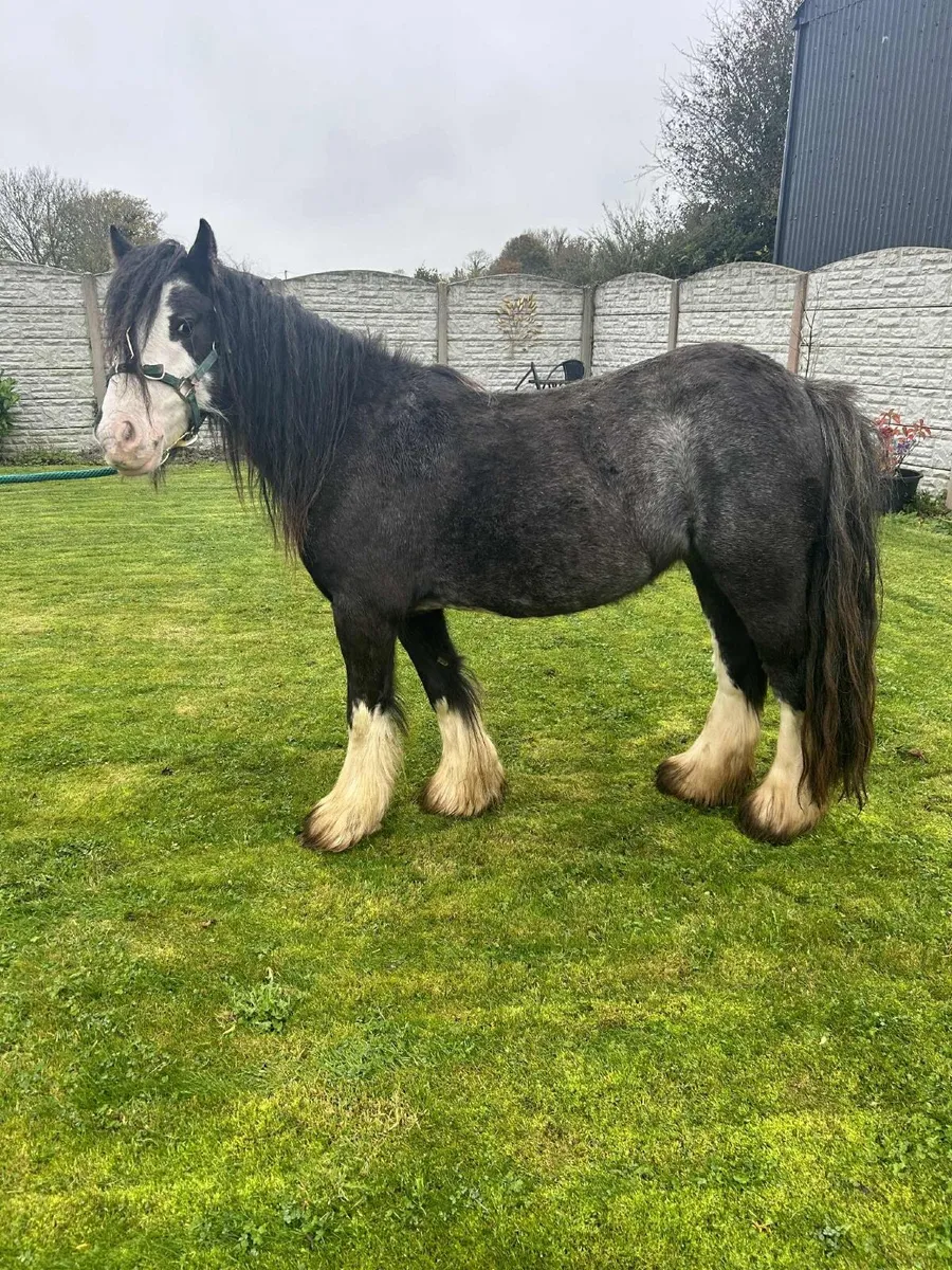 Cob mare - Image 1