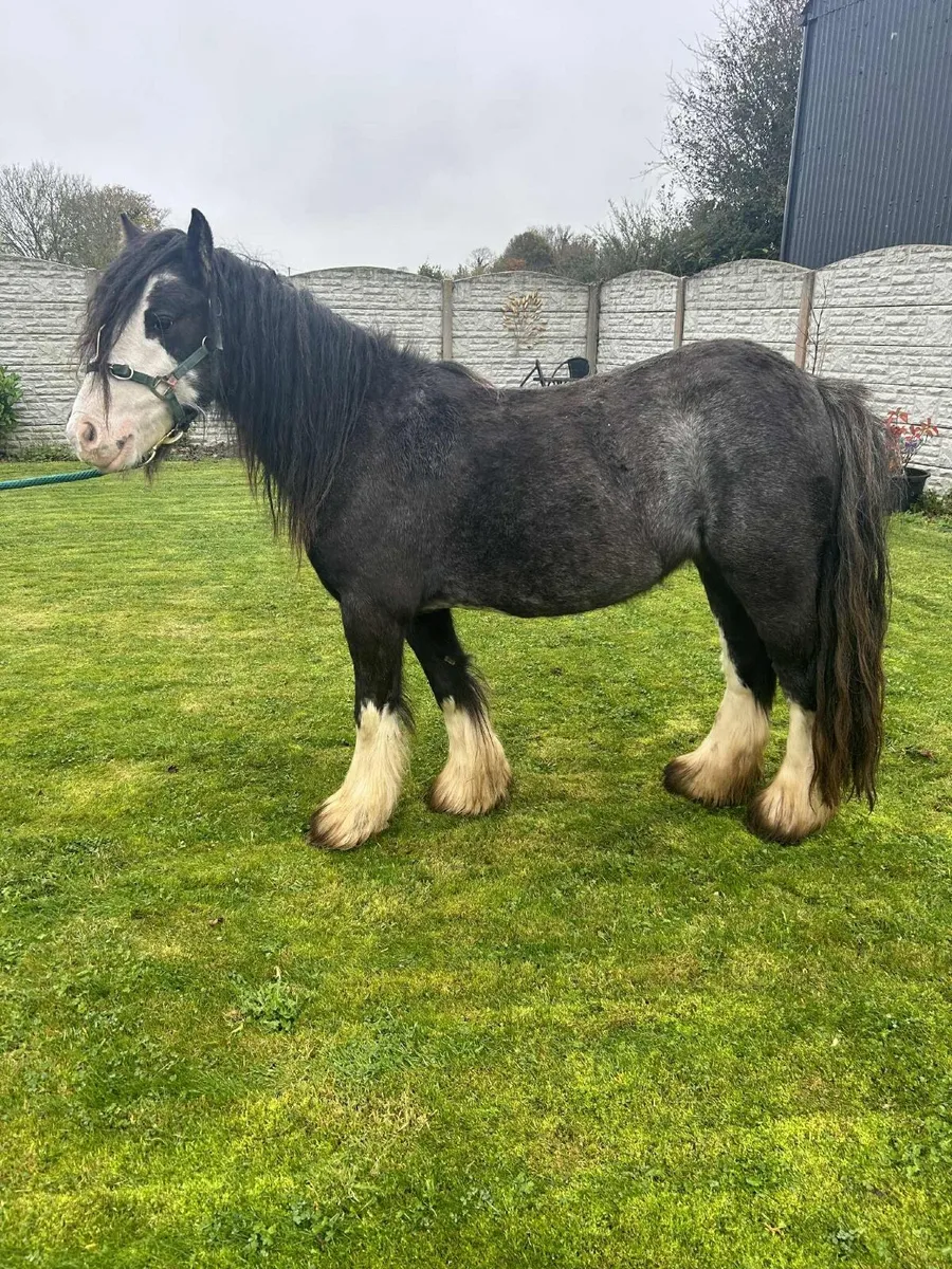 Cob mare - Image 2