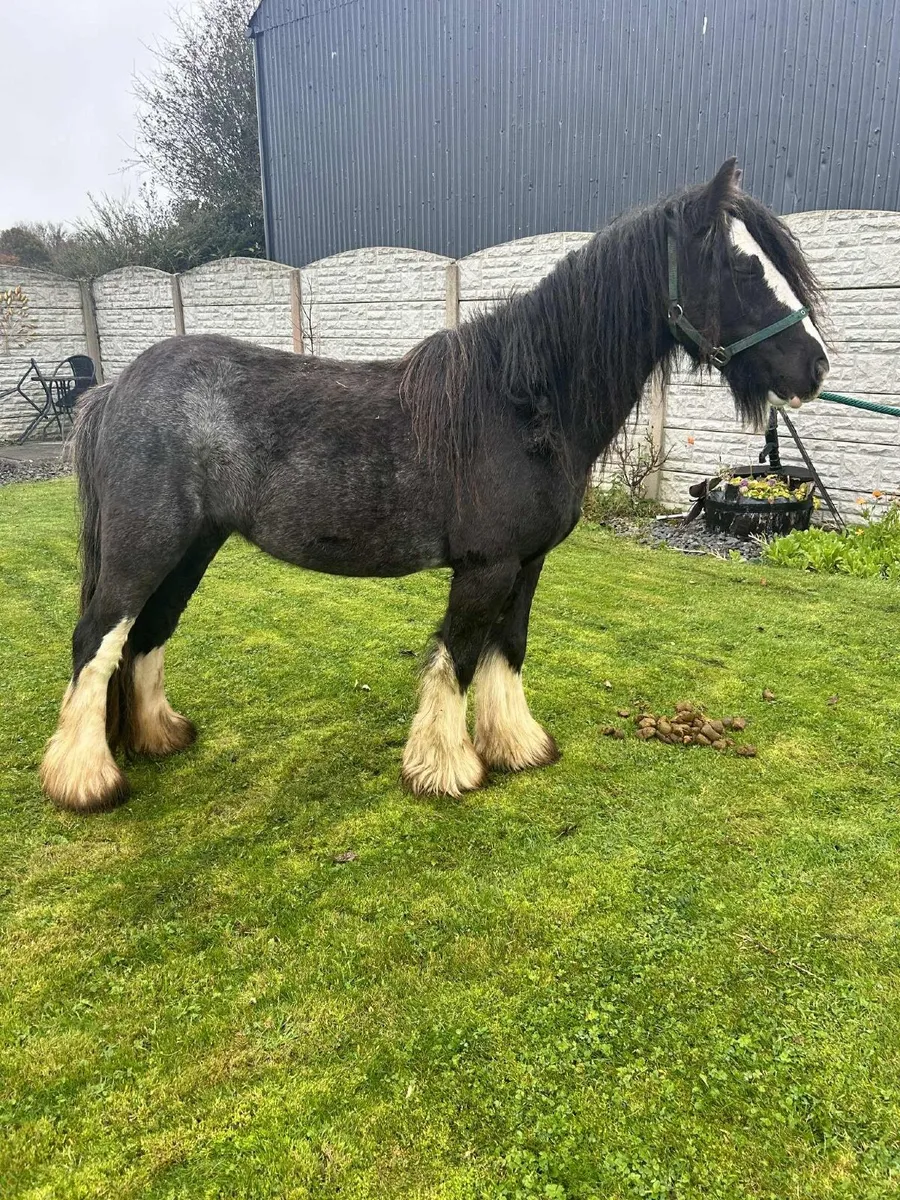 Cob mare - Image 3