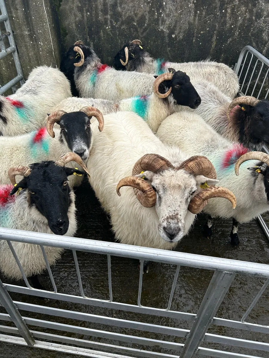 Teaser Ram & Breeding Ewes - Image 1
