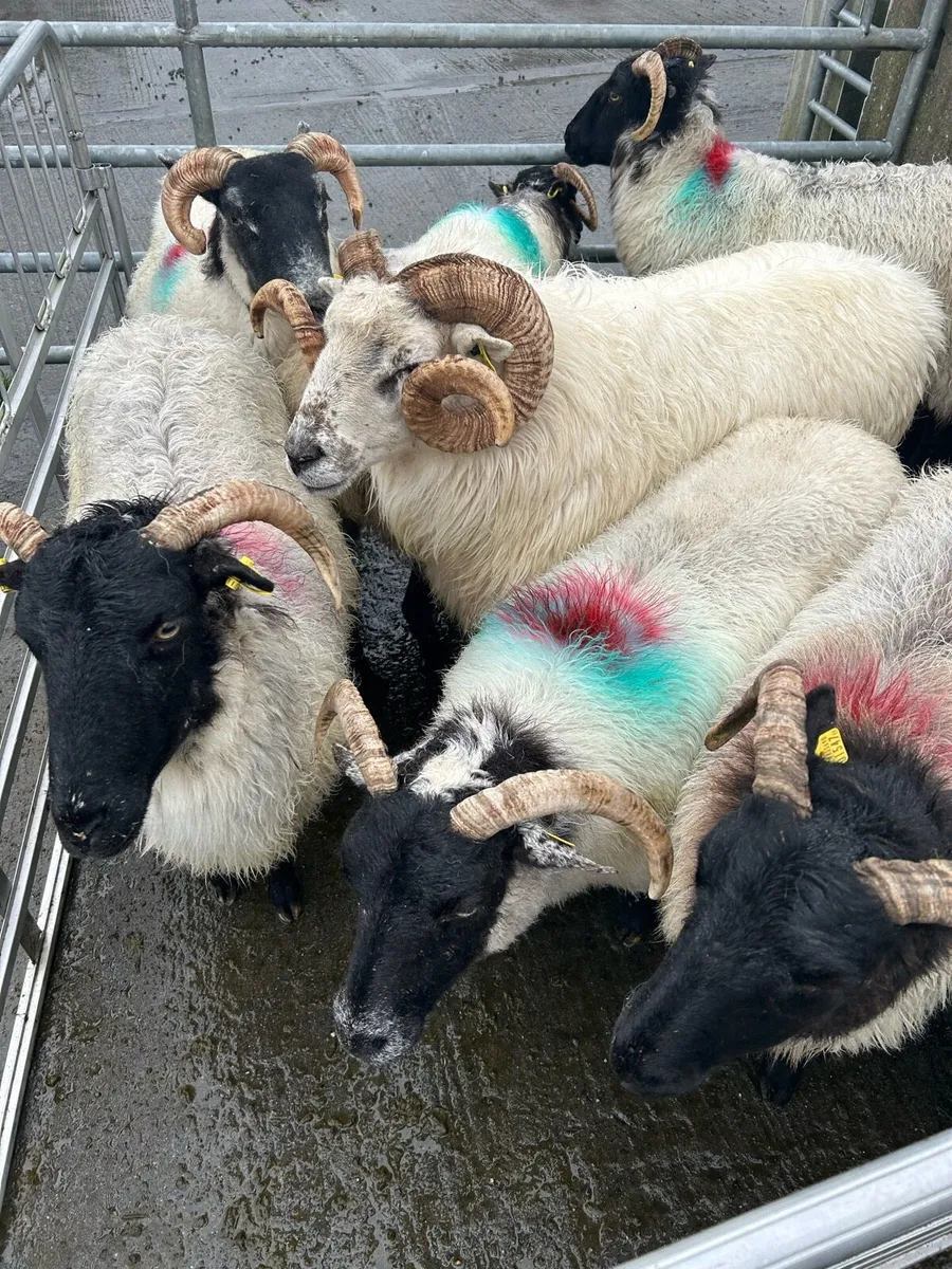 Teaser Ram & Breeding Ewes - Image 2