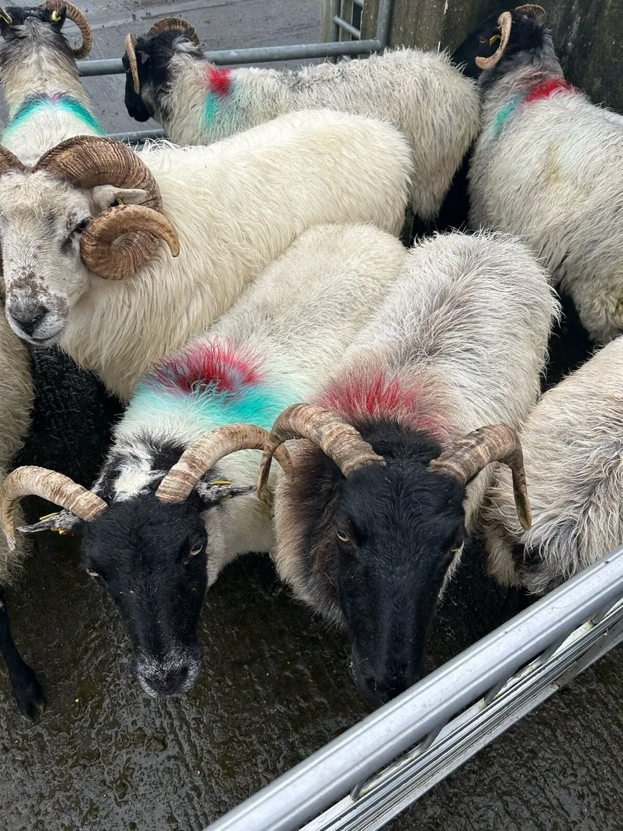 Teaser Ram & Breeding Ewes - Image 3