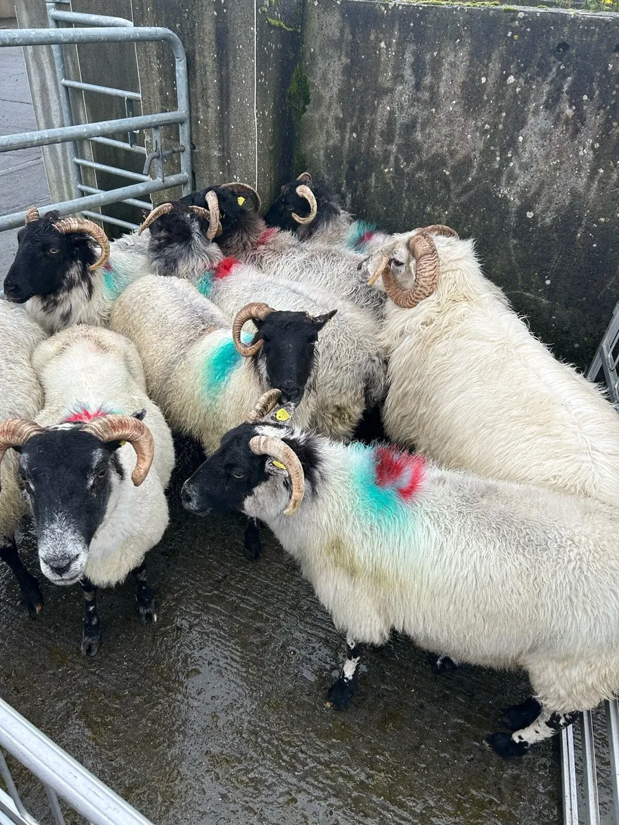 Teaser Ram & Breeding Ewes - Image 4