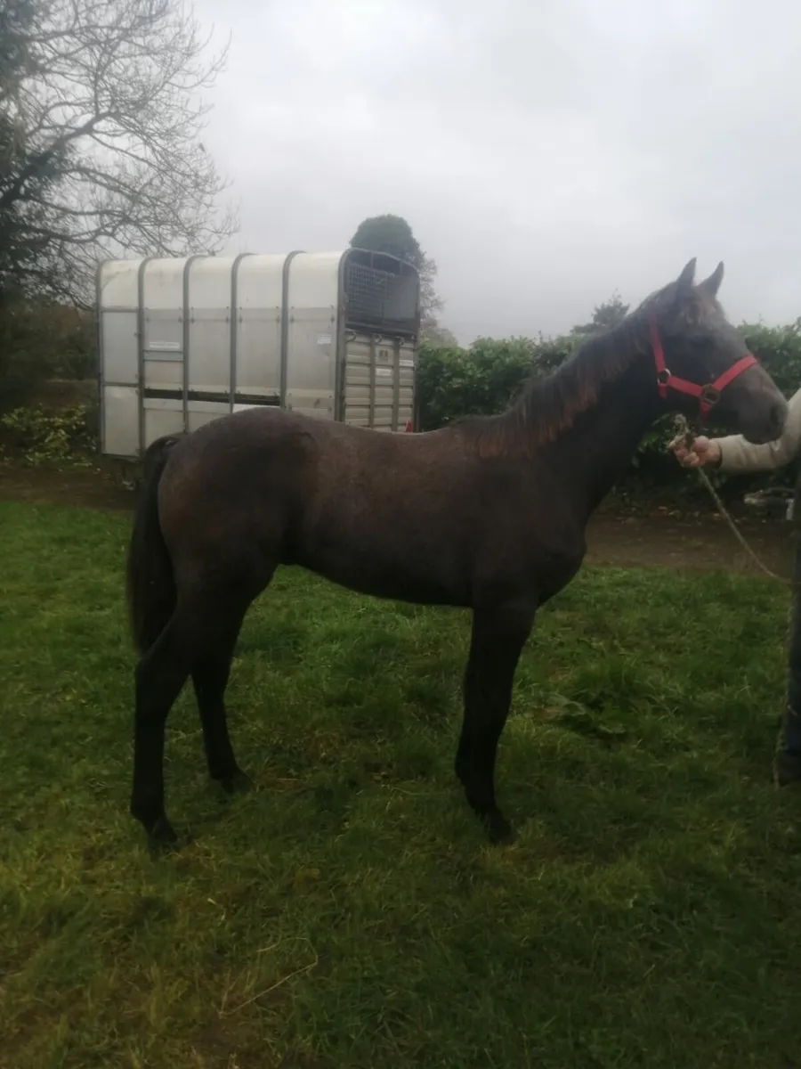 Connemara Colt Foal