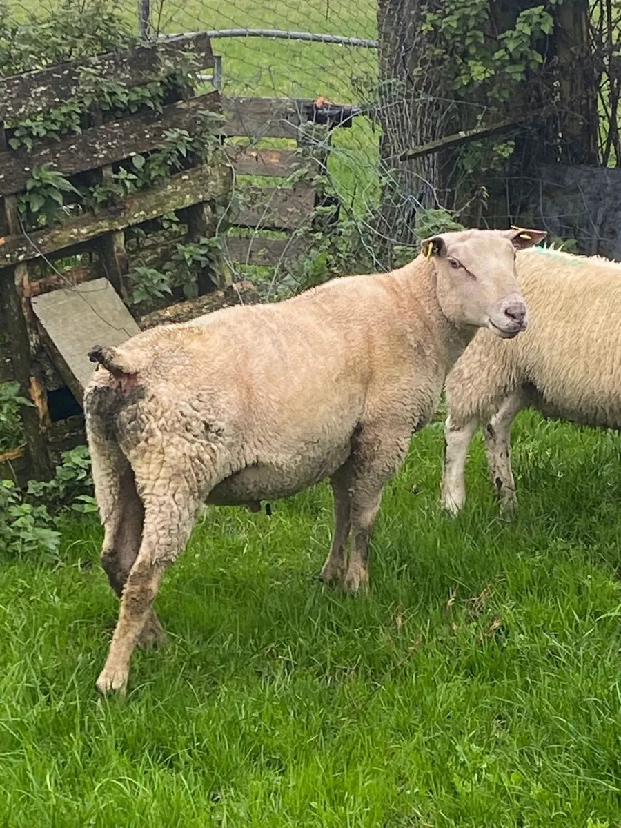 Charollais Purebred registered hogget ram - Image 1