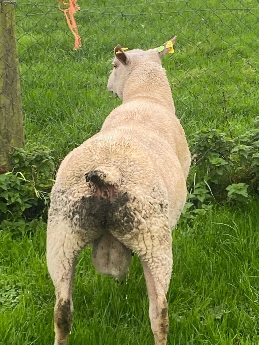 Charollais Purebred registered hogget ram - Image 2