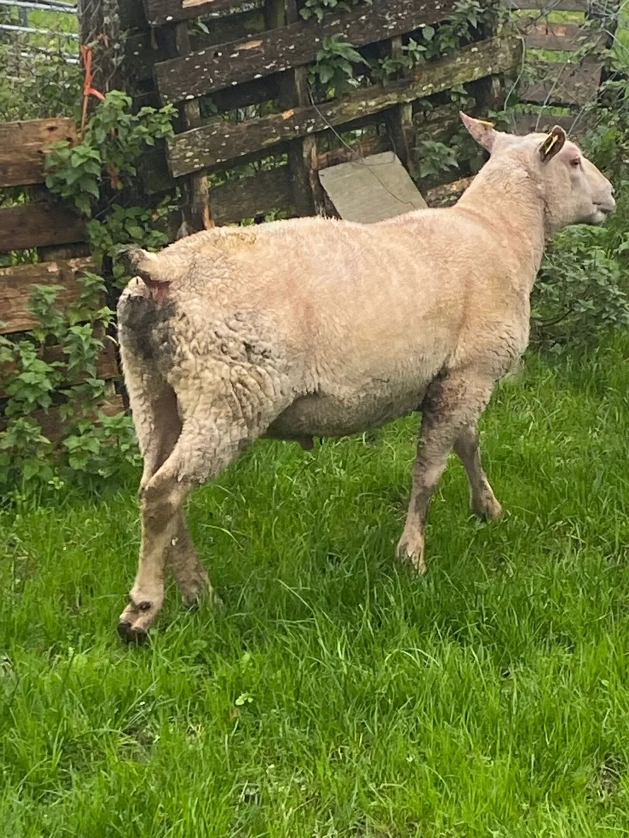 Charollais Purebred registered hogget ram - Image 3