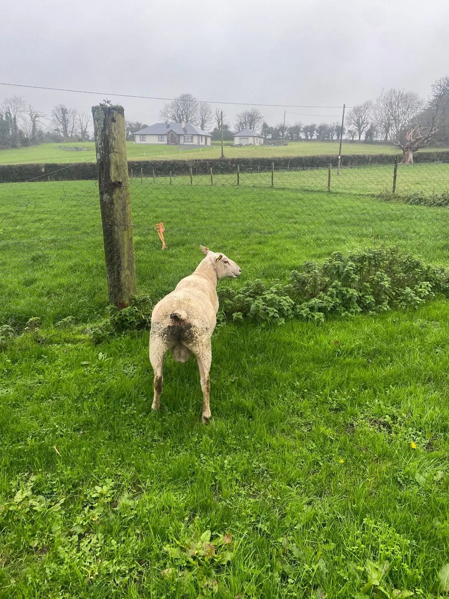 Charollais Purebred registered hogget ram - Image 4