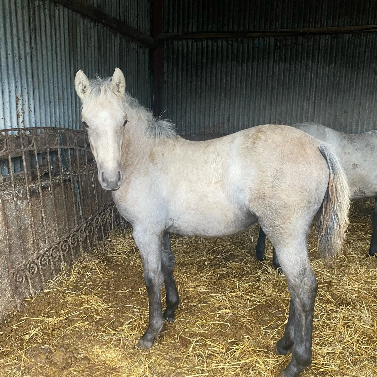 Connemara Foals - Image 1